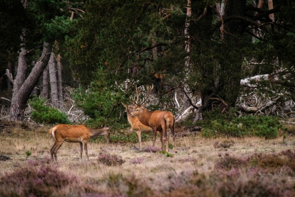 De Veluwe