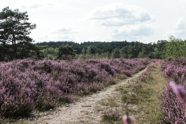 Hoge Veluwe